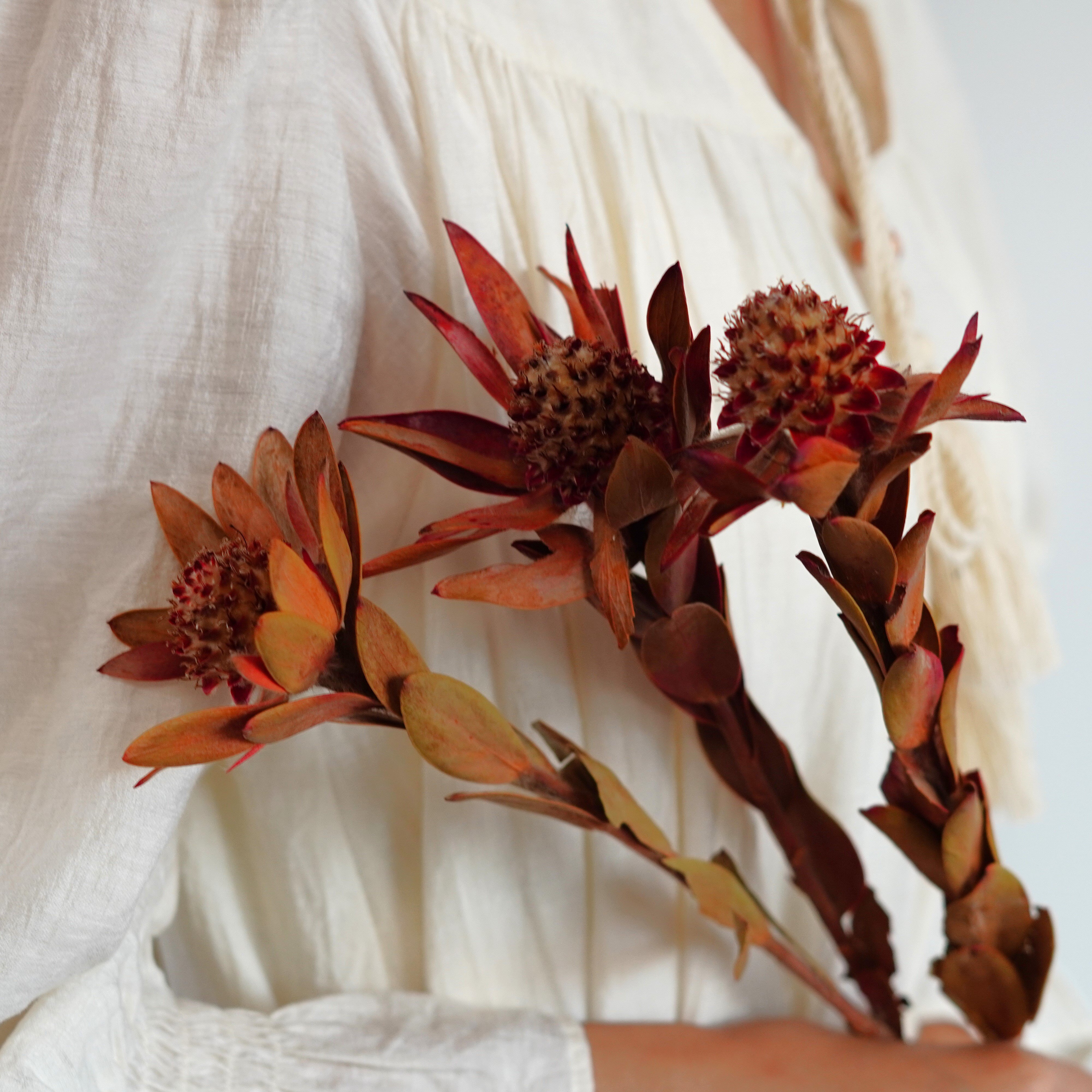 Dried Phoenix Flower, Dried Flowers, Wedding flowers, Home decor