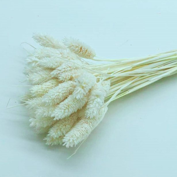 Jewel grass flowers most popular dried Phalaris Gem Grass Flower Decorative Flowers Home Decoration