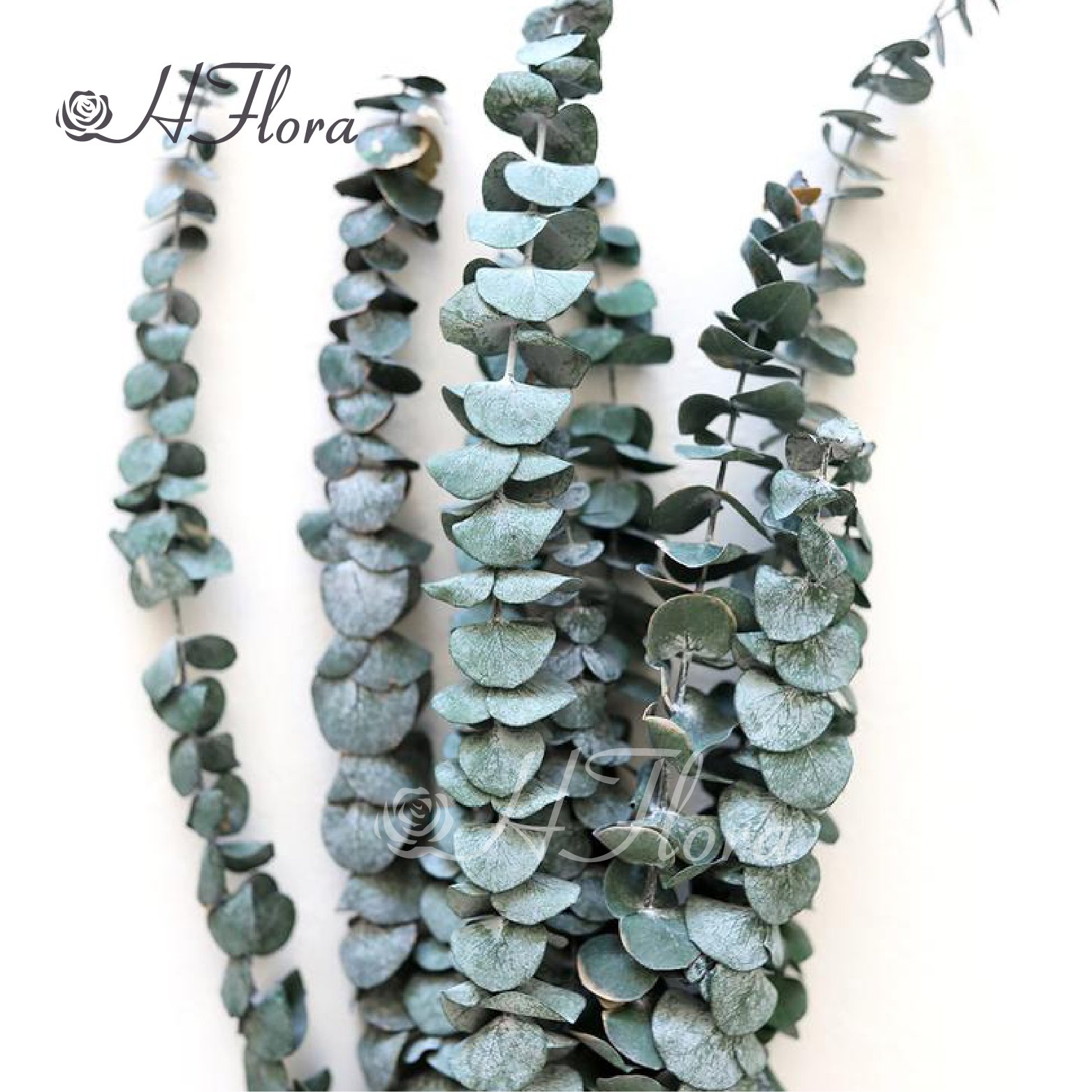 HFloral Manufacturer Supply High Quality Dried Eucalyptus Leaves Preserved Flowers and Plants for Decoration