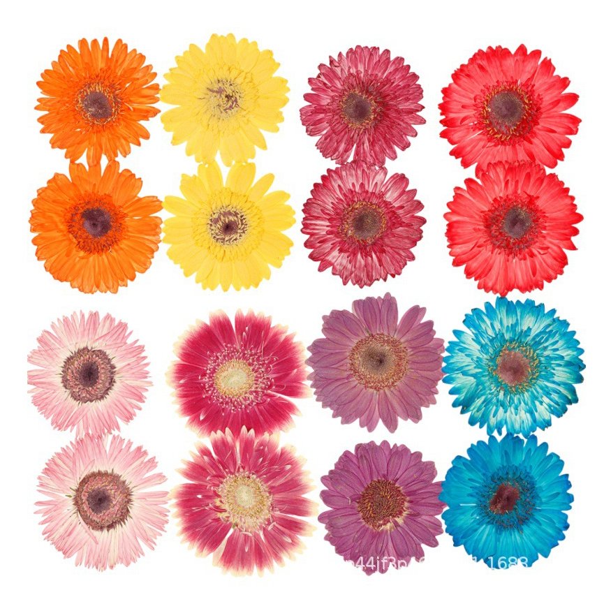 African Daisy Dried Flower Pressed Flower Natural Plant Specimen Resin Handmade DIY