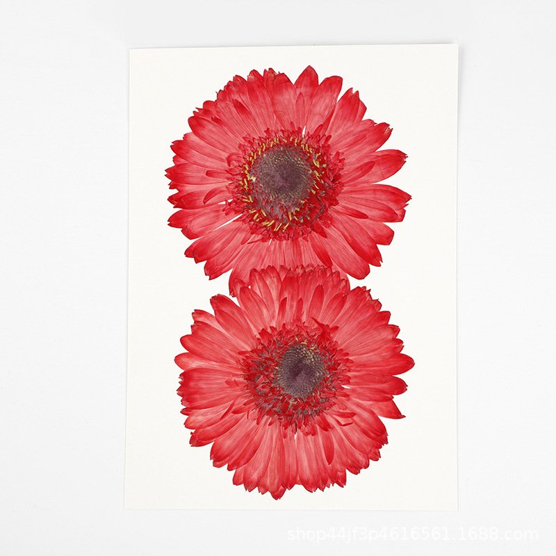 African Daisy Dried Flower Pressed Flower Natural Plant Specimen Resin Handmade DIY