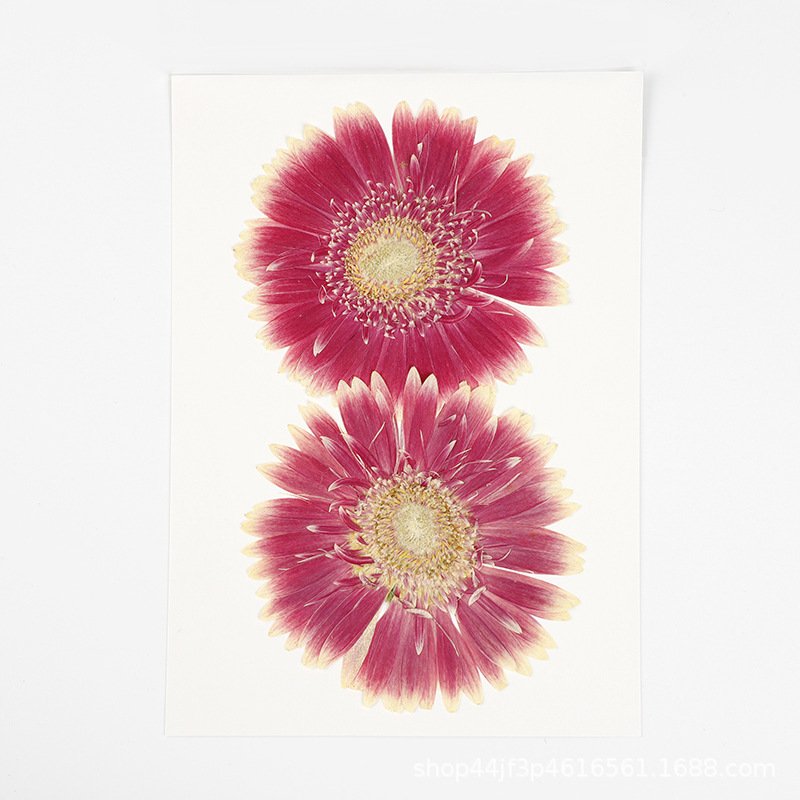 African Daisy Dried Flower Pressed Flower Natural Plant Specimen Resin Handmade DIY