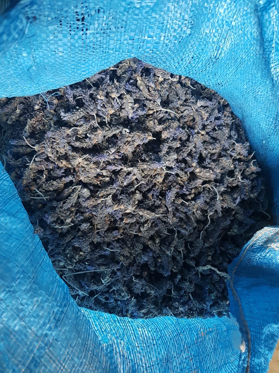 Dried Lavender Flower / Lavandula Spica/ Ustakhdoos