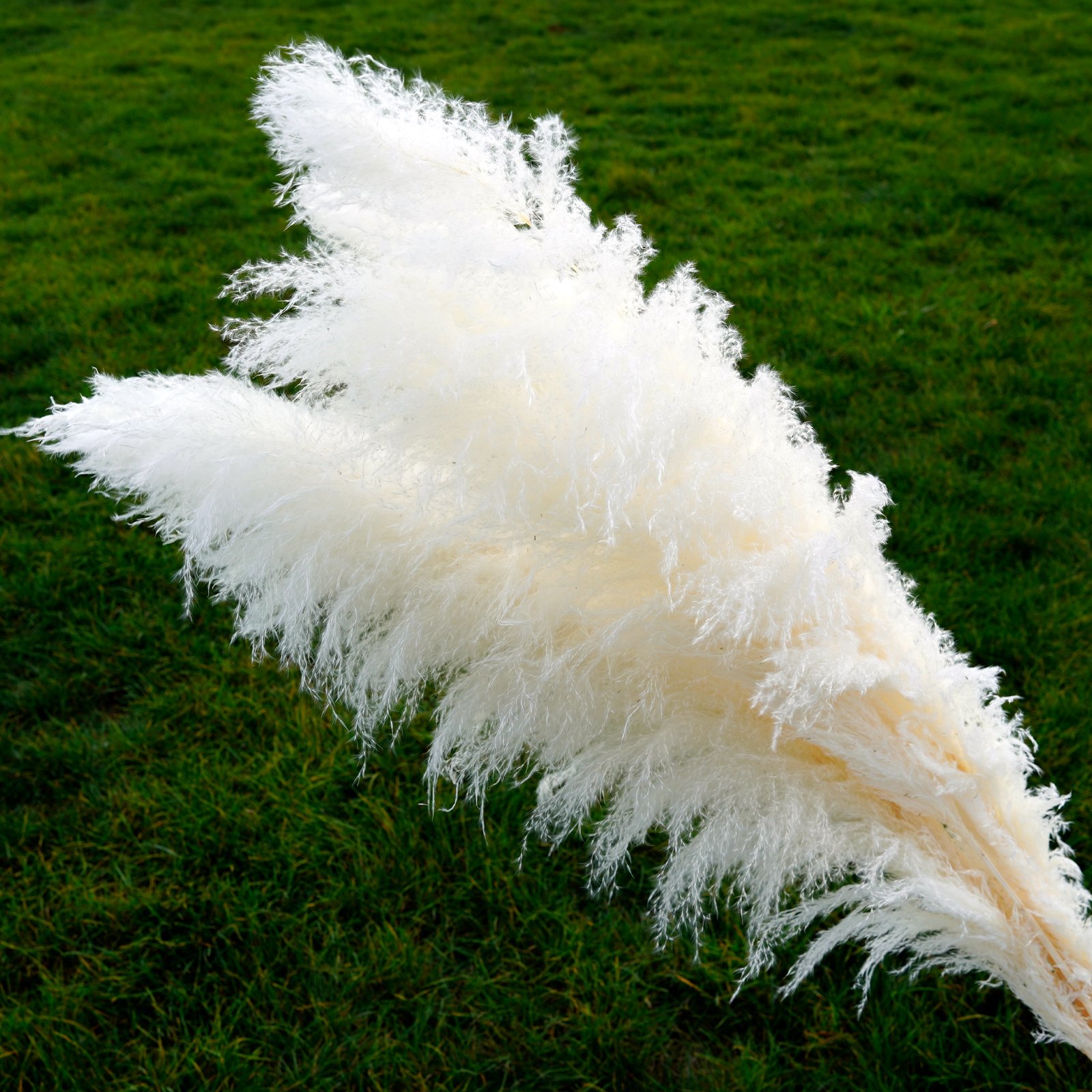 Manufacturer Natural Dried Large Pampas Grass Decor for Home Kitchen Garden Wedding arrangement Flower Arrangement Vase Decor