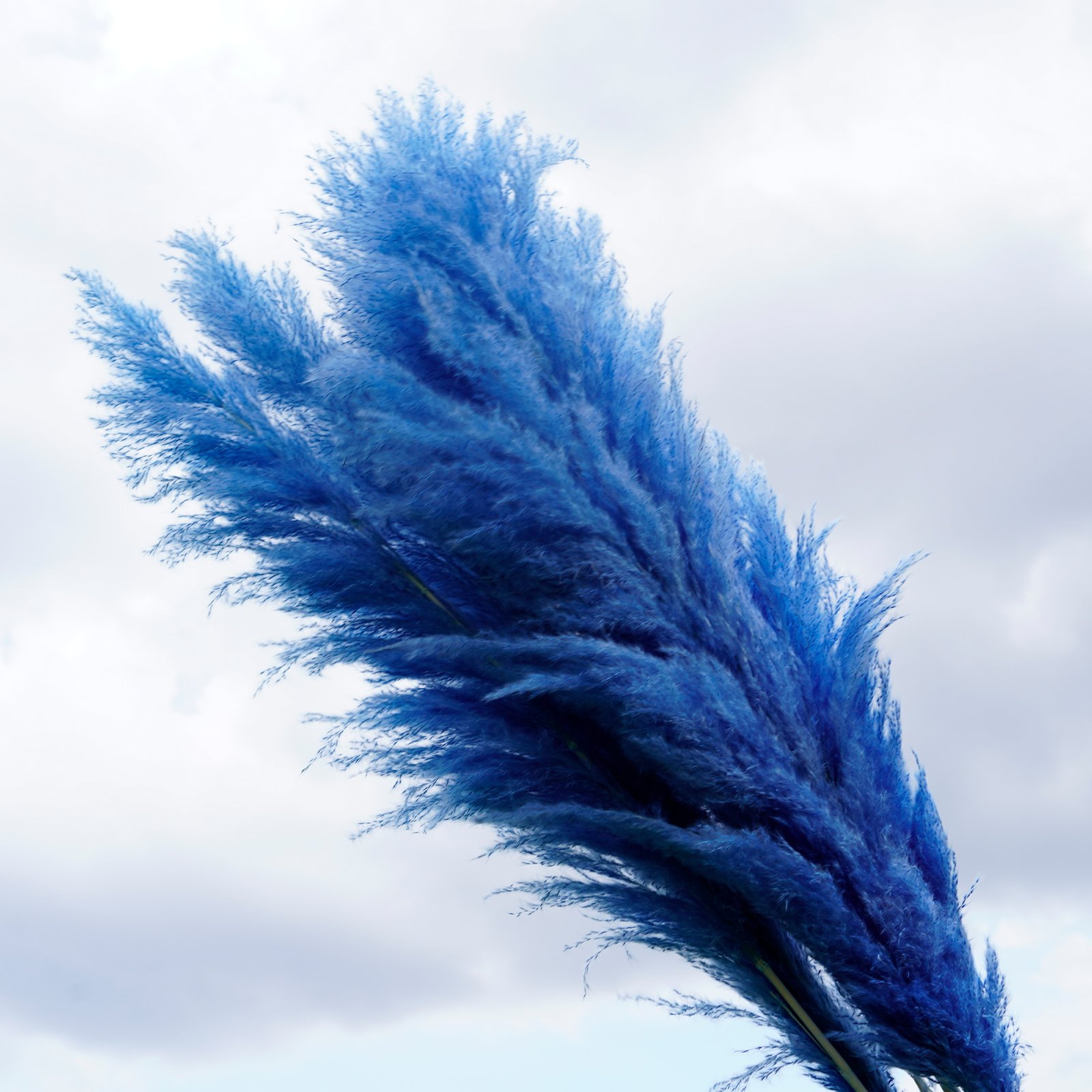 Manufacturer Natural Dried Large Pampas Grass Decor for Home Kitchen Garden Wedding arrangement Flower Arrangement Vase Decor