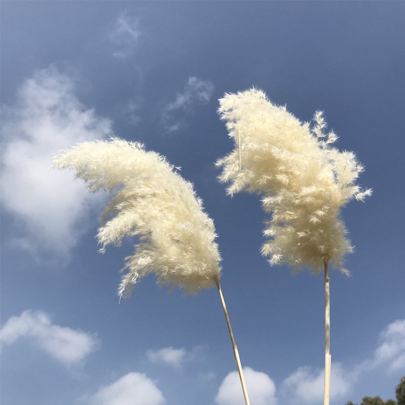 Extra fluffy pampas Grass Home Decor Dried Flowers Boho decor for home Flower Arrangement Wedding decor