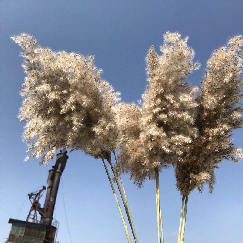 Extra fluffy pampas Grass Home Decor Dried Flowers Boho decor for home Flower Arrangement Wedding decor
