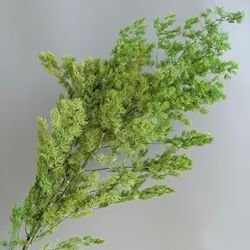 yellow-green