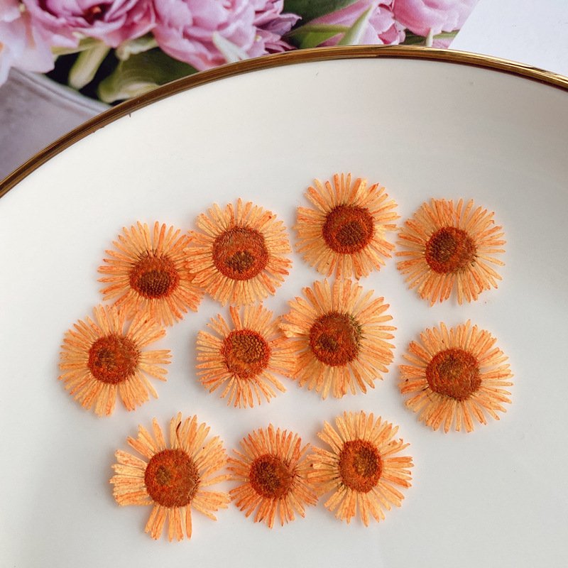 Hot sales Real Dried Pressed Aster Pressed Flowers for resin crafts jewelries