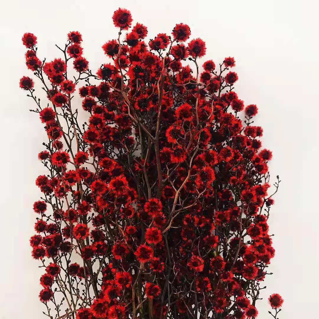 A-35 Wholesale Bobbles Flower Preserved Stirlingia Latifolia For Home Decoration Flower Arrangement
