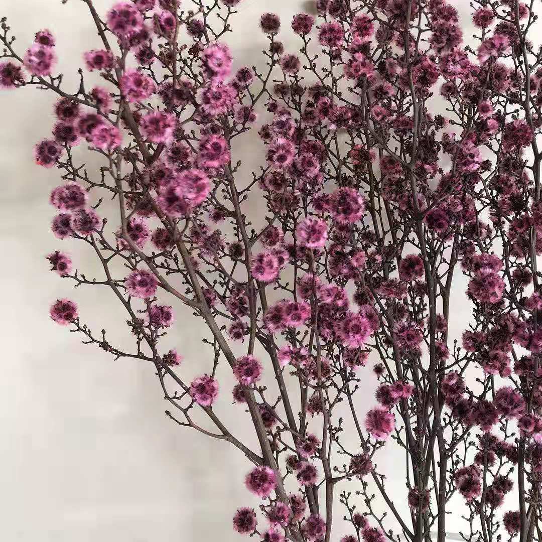 A-35 Wholesale Bobbles Flower Preserved Stirlingia Latifolia For Home Decoration Flower Arrangement