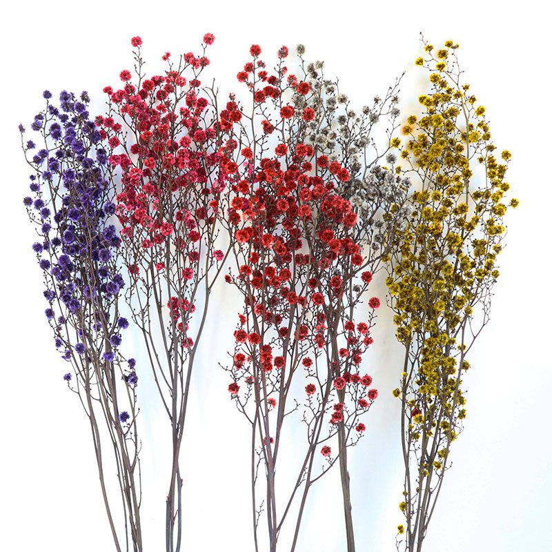 A-35 Wholesale Bobbles Flower Preserved Stirlingia Latifolia For Home Decoration Flower Arrangement