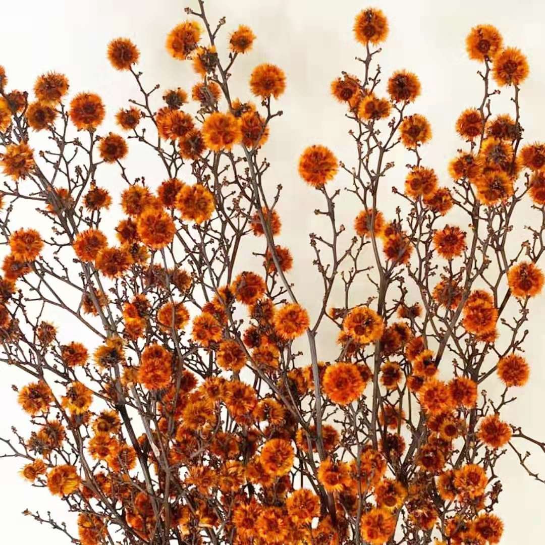 A-35 Wholesale Bobbles Flower Preserved Stirlingia Latifolia For Home Decoration Flower Arrangement