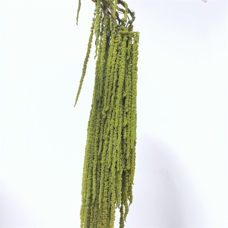 2024 Hot Selling New Style Preserved Flowers Amaranth Nature Dried Plant Amaranthus For Wedding Home Decoration