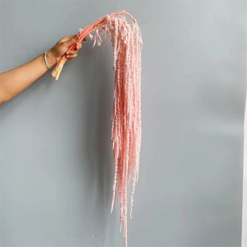 2024 Hot Selling New Style Preserved Flowers Amaranth Nature Dried Plant Amaranthus For Wedding Home Decoration