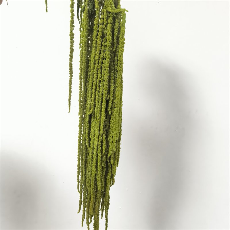 2024 Hot Selling New Style Preserved Flowers Amaranth Nature Dried Plant Amaranthus For Wedding Home Decoration