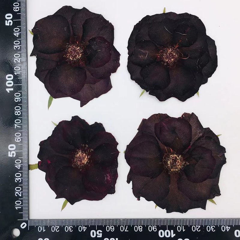 12PCS Wholesale Black Rose Embossed Dried Flower Sticker Decoration DIY Cultural Creative Material Handmade DIY Materials