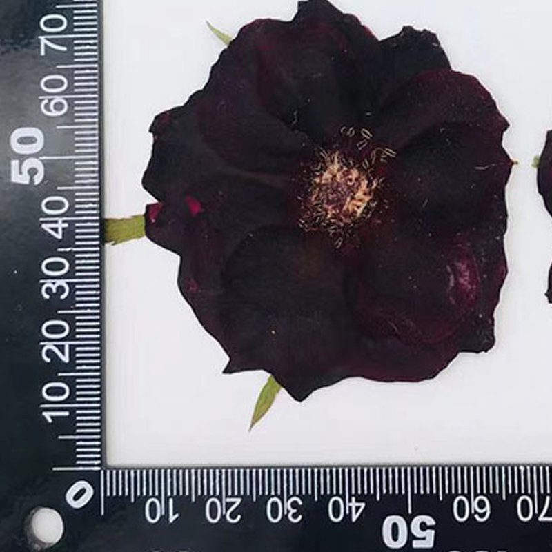 12PCS Wholesale Black Rose Embossed Dried Flower Sticker Decoration DIY Cultural Creative Material Handmade DIY Materials