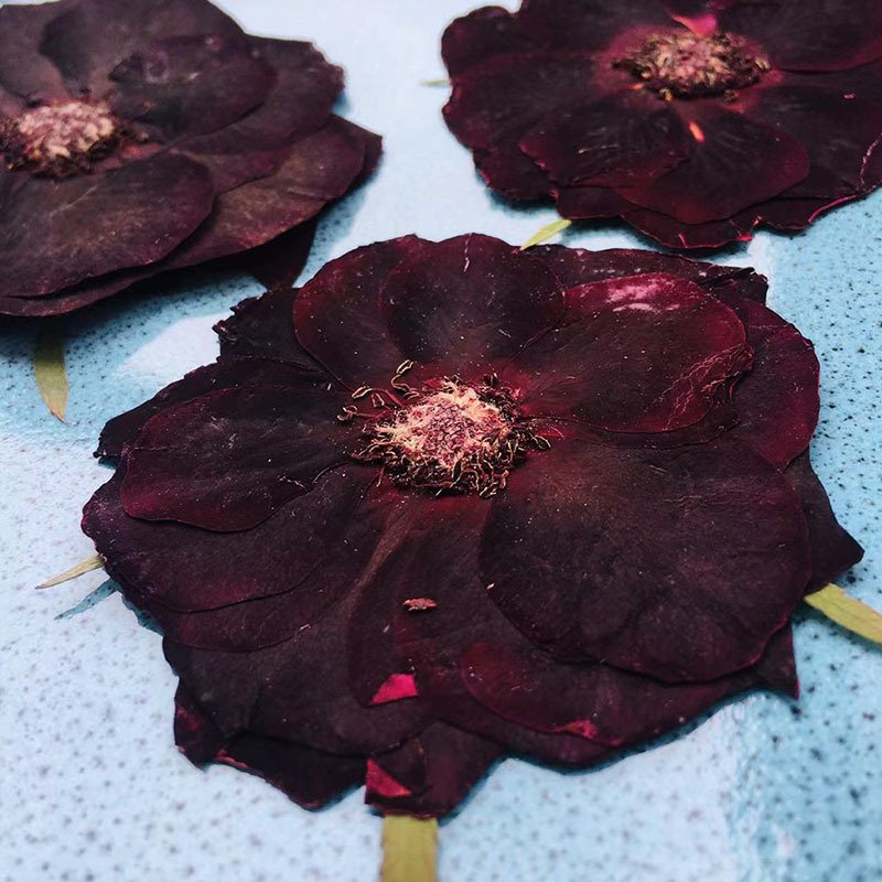 12PCS Wholesale Black Rose Embossed Dried Flower Sticker Decoration DIY Cultural Creative Material Handmade DIY Materials