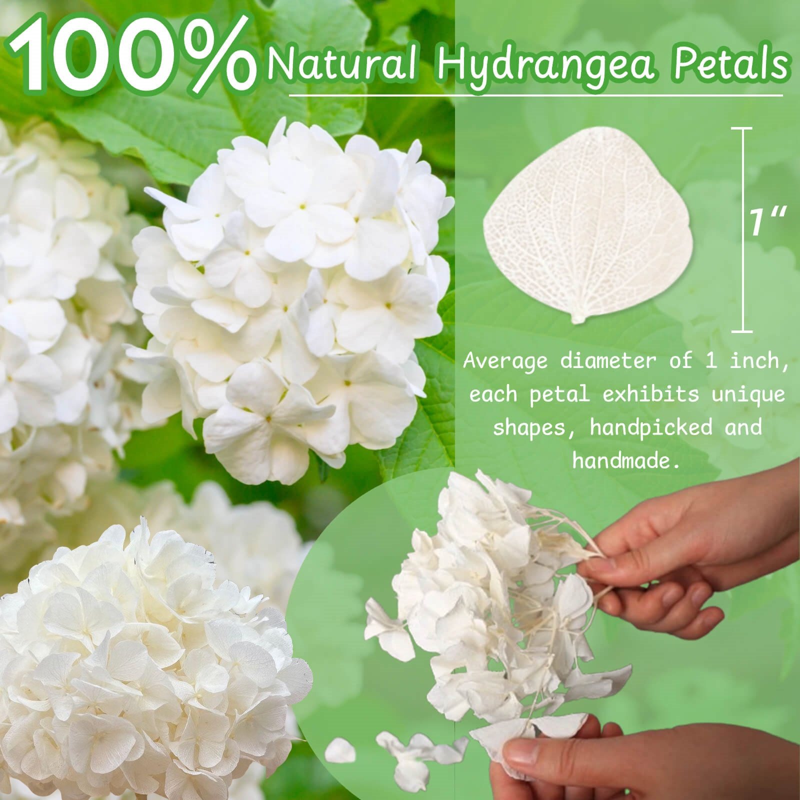 Customized Hand Picked Natural Preserved Big Leaf White Hydrangea Petals for Wedding Confetti DIY Material Decoration