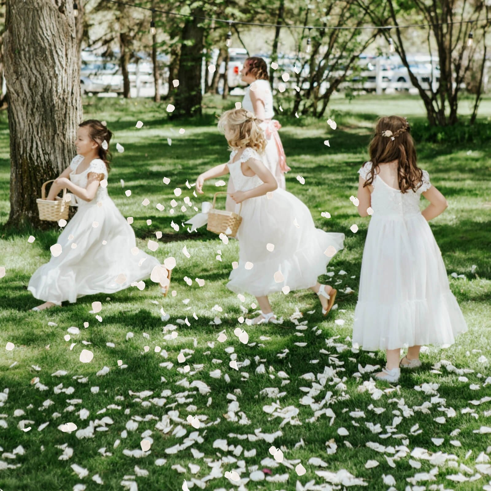 Customized Hand Picked Natural Preserved Big Leaf White Hydrangea Petals for Wedding Confetti DIY Material Decoration