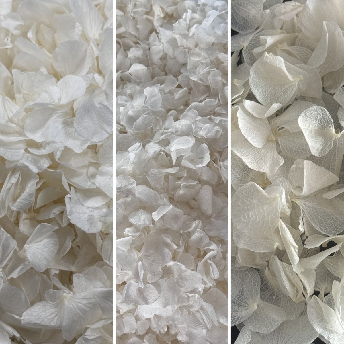 Customized Hand Picked Natural Preserved Big Leaf White Hydrangea Petals for Wedding Confetti DIY Material Decoration