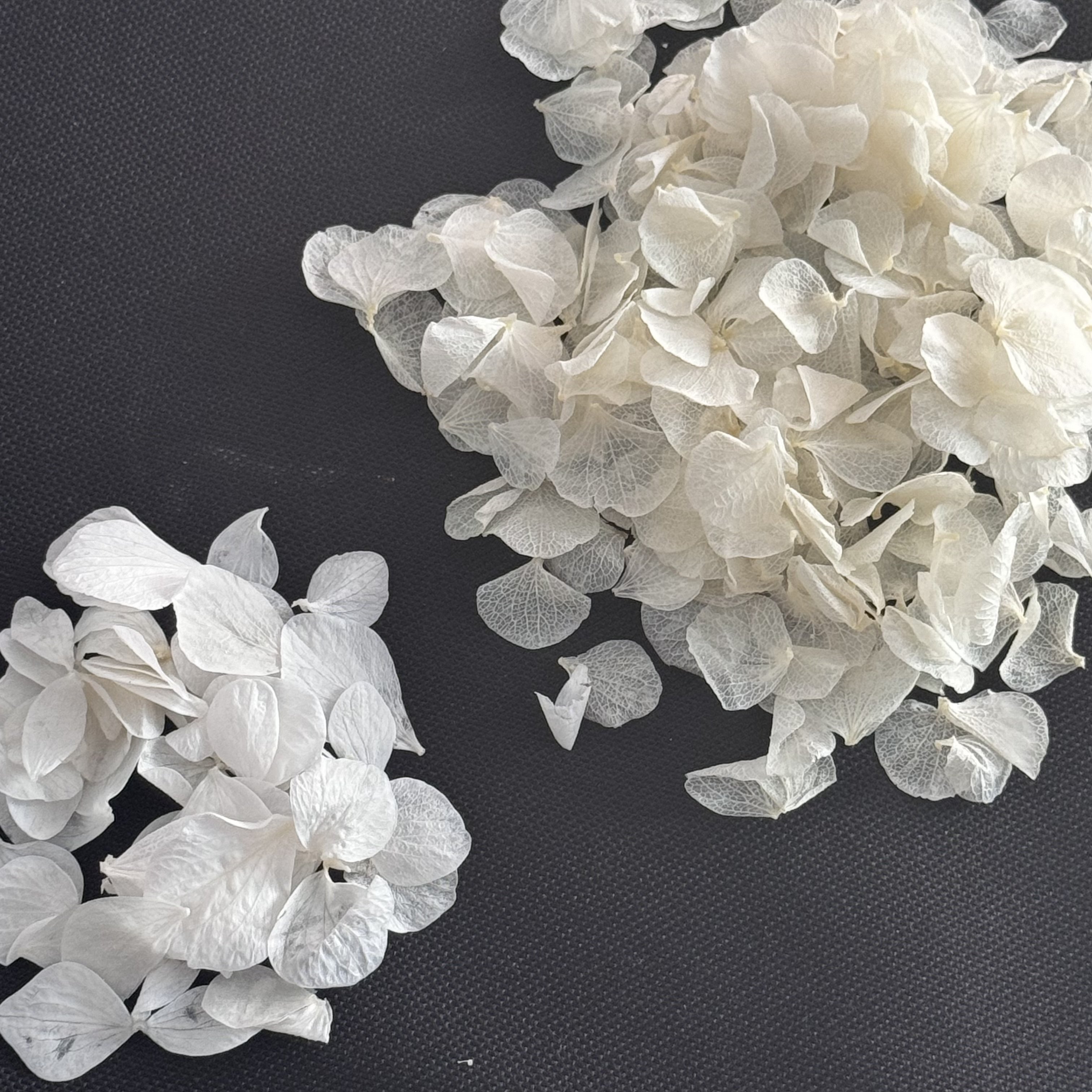 Customized Hand Picked Natural Preserved Big Leaf White Hydrangea Petals for Wedding Confetti DIY Material Decoration