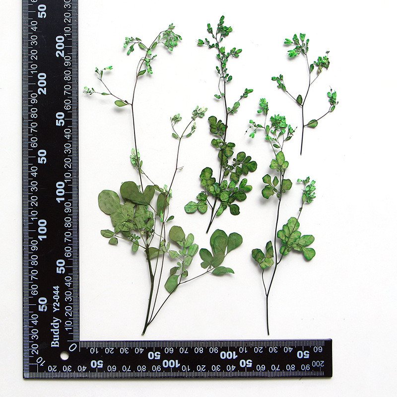 wholesale Dried flowers natural pressed flower plants with stem for resin Art Phone Case Postcard candle making decoration