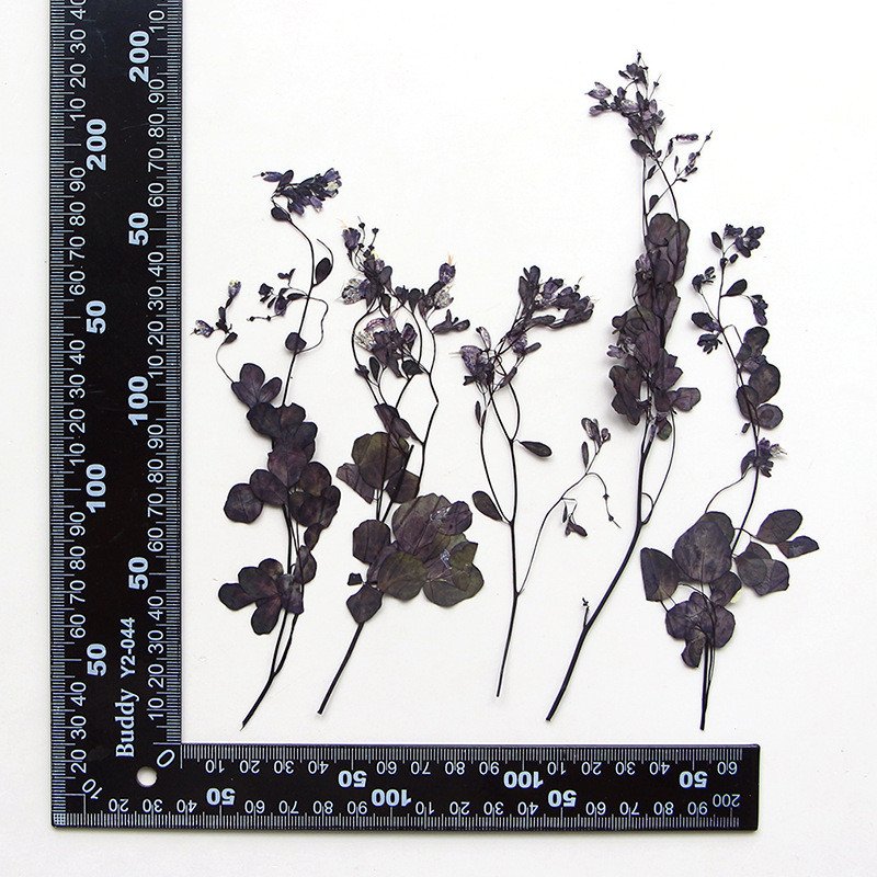 wholesale Dried flowers natural pressed flower plants with stem for resin Art Phone Case Postcard candle making decoration