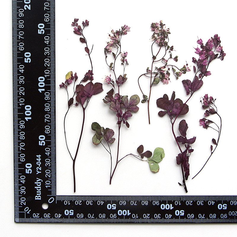 wholesale Dried flowers natural pressed flower plants with stem for resin Art Phone Case Postcard candle making decoration