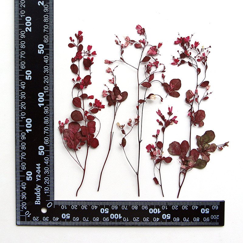 wholesale Dried flowers natural pressed flower plants with stem for resin Art Phone Case Postcard candle making decoration