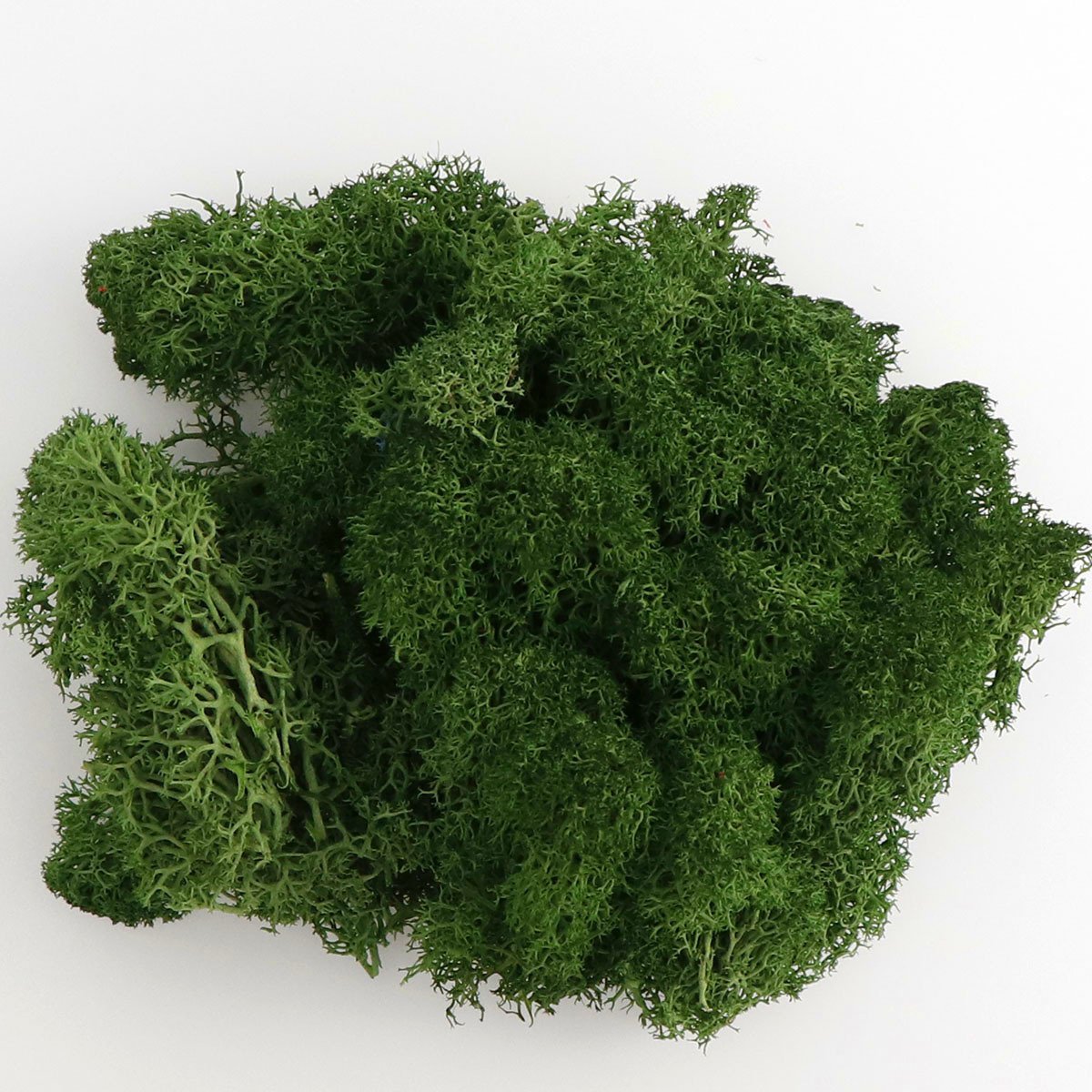 Soft Dream hot sell real natural soft dried flower Preserved Moss Reindeer moss for home decor