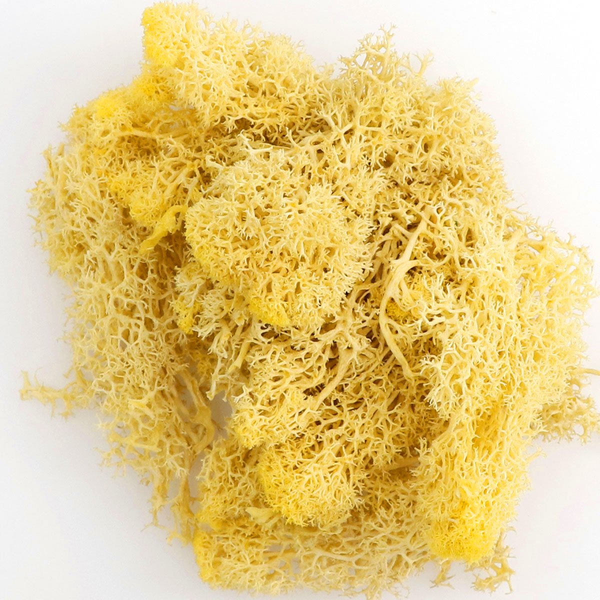 Soft Dream hot sell real natural soft dried flower Preserved Moss Reindeer moss for home decor