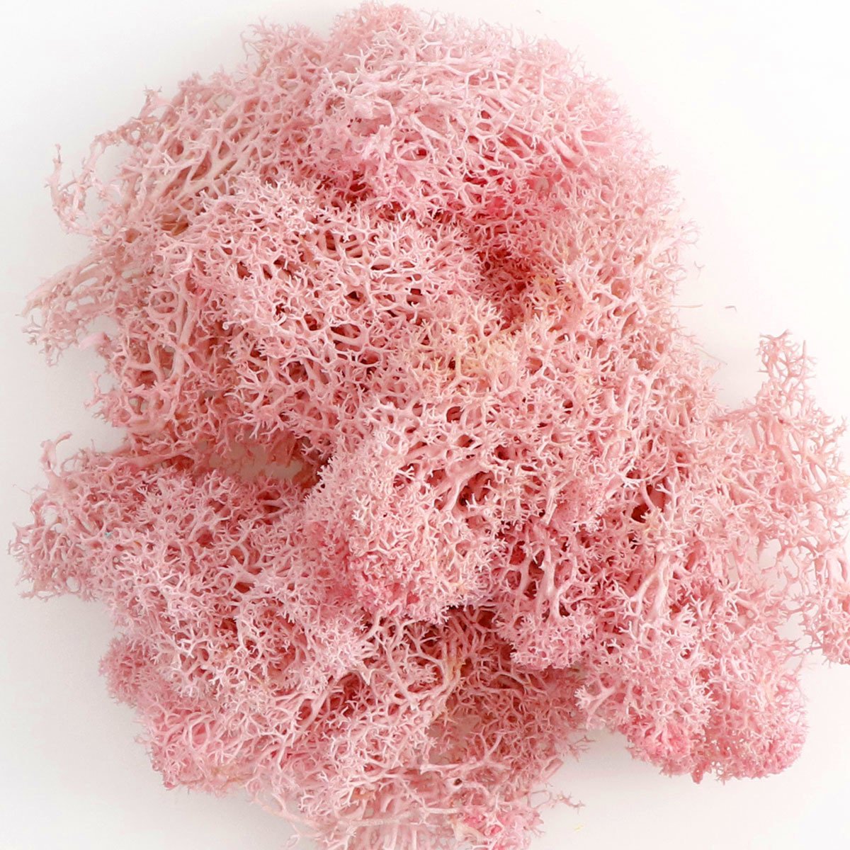 Soft Dream hot sell real natural soft dried flower Preserved Moss Reindeer moss for home decor