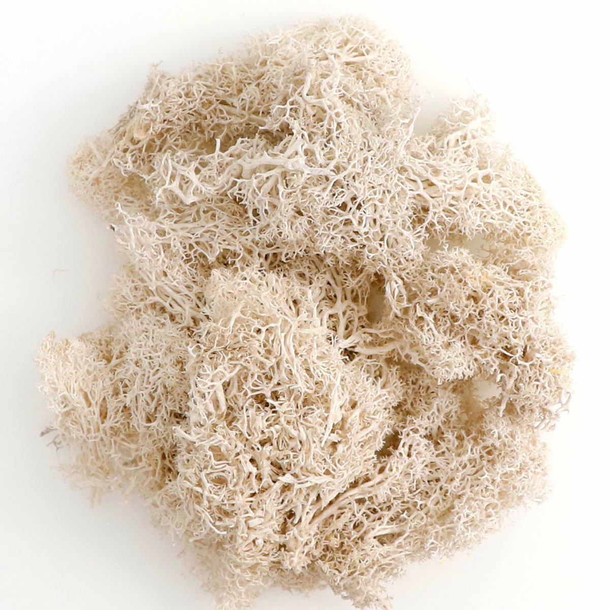 Soft Dream hot sell real natural soft dried flower Preserved Moss Reindeer moss for home decor