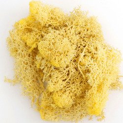 Moss-yellow
