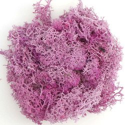 Moss-purple