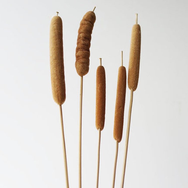 China wholesale Dried Natural Cattails Jumbo latifolia typha angustifolia flower Dry Bullrush reedmace flower cat's-tail
