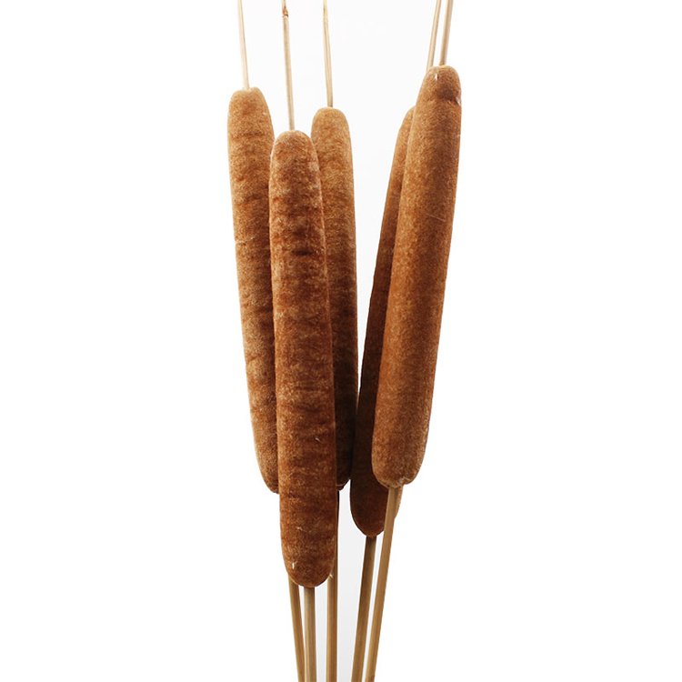 China wholesale Dried Natural Cattails Jumbo latifolia typha angustifolia flower Dry Bullrush reedmace flower cat's-tail