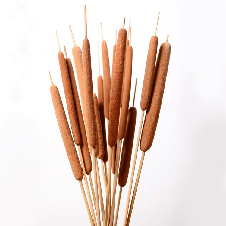China wholesale Dried Natural Cattails Jumbo latifolia typha angustifolia flower Dry Bullrush reedmace flower cat's-tail