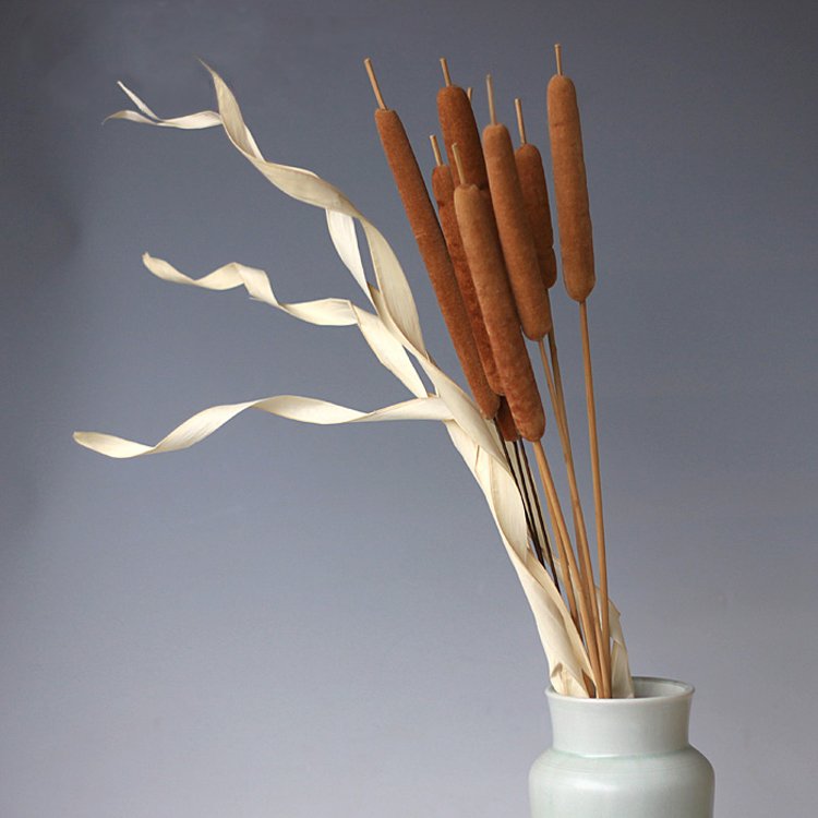 China wholesale Dried Natural Cattails Jumbo latifolia typha angustifolia flower Dry Bullrush reedmace flower cat's-tail