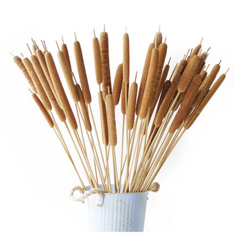 China wholesale Dried Natural Cattails Jumbo latifolia typha angustifolia flower Dry Bullrush reedmace flower cat's-tail