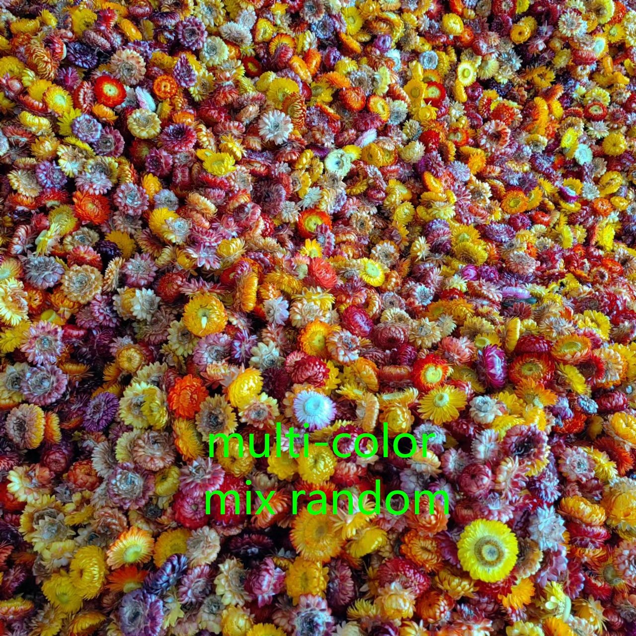 Dried natural straw flower herb flower bloom head, daisy chrysanthemum Bracteantha blooms, decorative floral materials