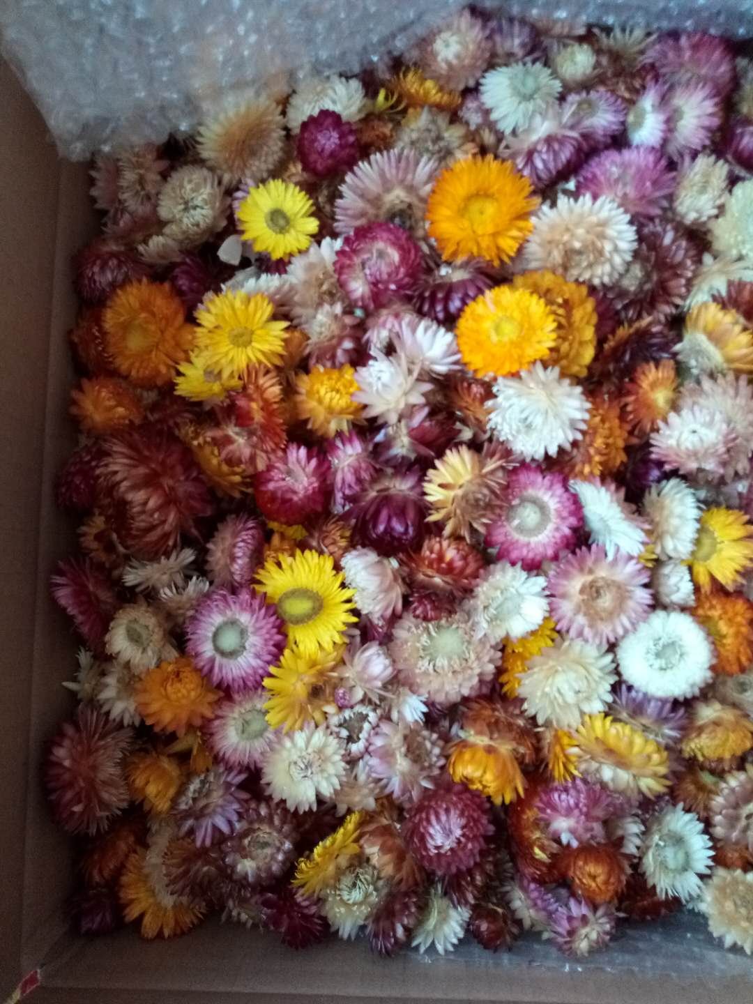 Dried natural straw flower herb flower bloom head, daisy chrysanthemum Bracteantha blooms, decorative floral materials