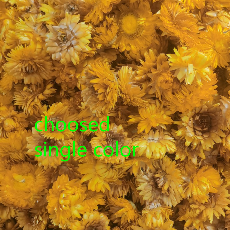 Dried natural straw flower herb flower bloom head, daisy chrysanthemum Bracteantha blooms, decorative floral materials