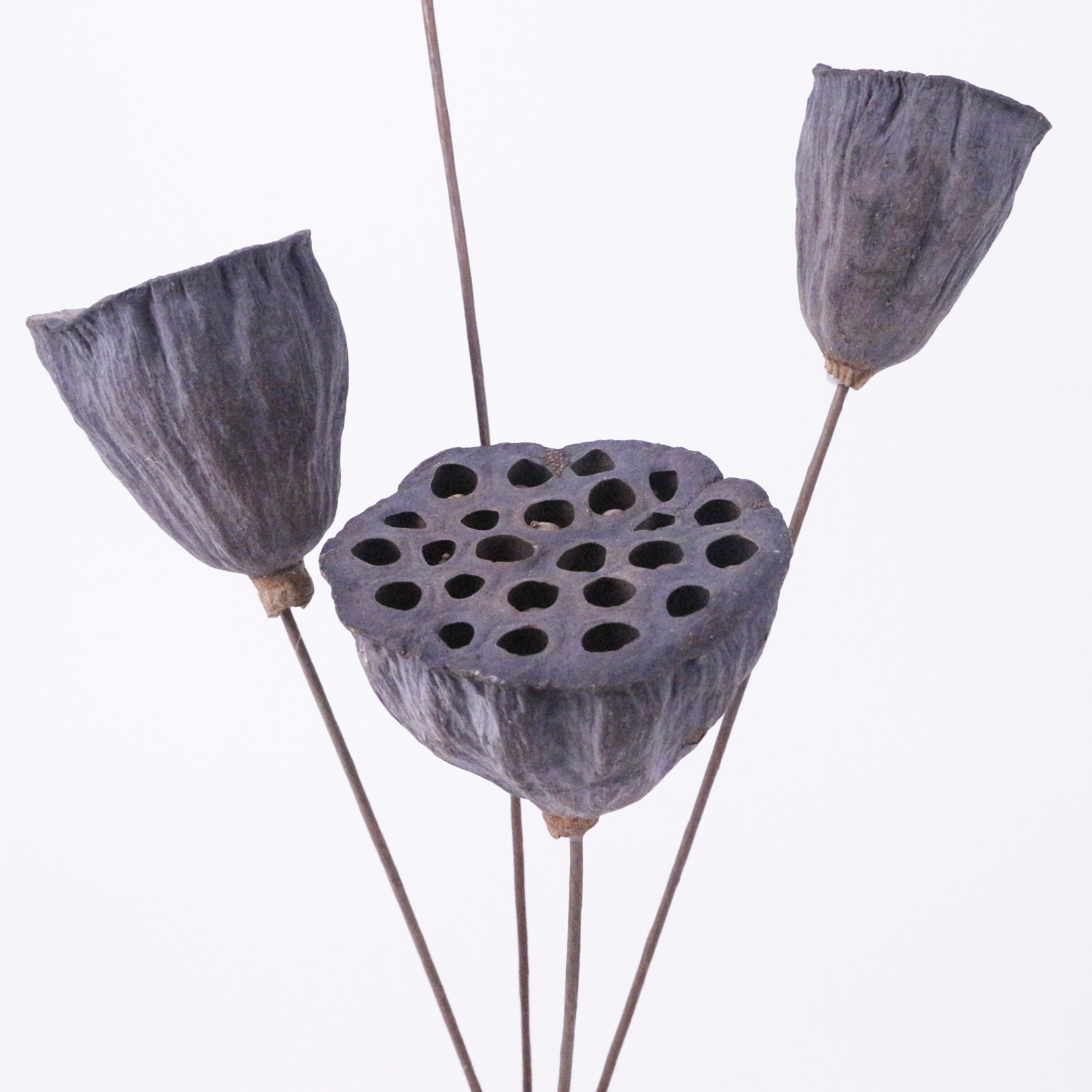 Higher qualityNelumbo nucifera Pure natural dried flowers Nelumbo nucifera for home decoration
