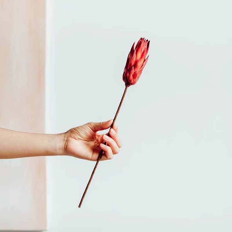 Indoor Decorative Flowers Dried King Protea for Wedding Flower Arrangement
