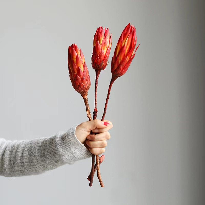 Indoor Decorative Flowers Dried King Protea for Wedding Flower Arrangement