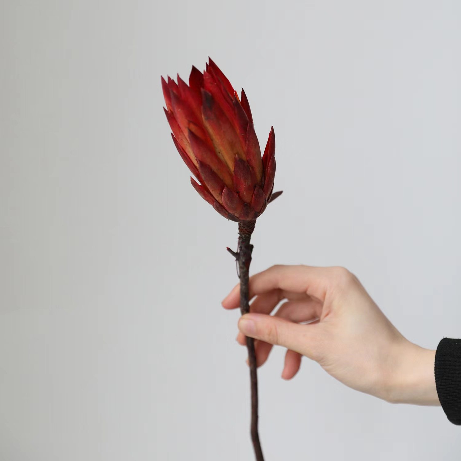 Indoor Decorative Flowers Dried King Protea for Wedding Flower Arrangement