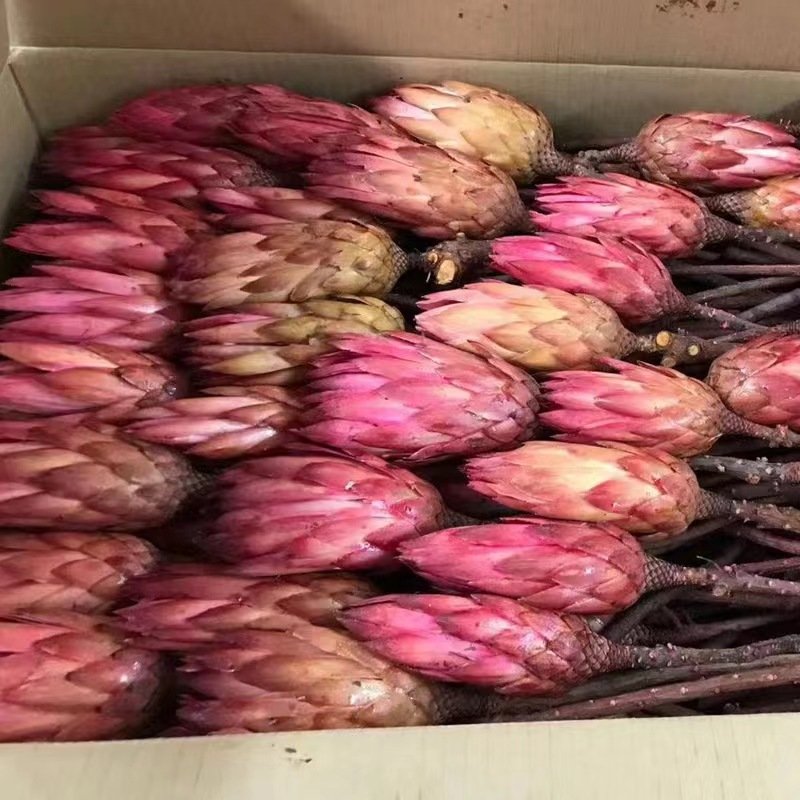 Indoor Decorative Flowers Dried King Protea for Wedding Flower Arrangement